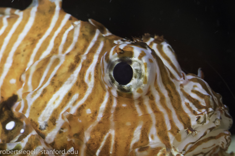 lionfish